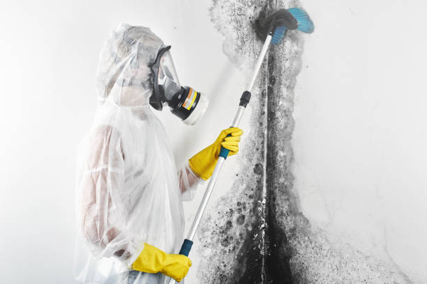 Mold Removal for HVAC Installations in Rocky River, OH