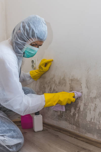 Best Emergency Mold Remediation  in Rocky River, OH