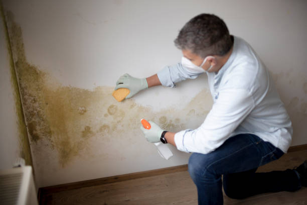 Best Dehumidification Services  in Rocky River, OH